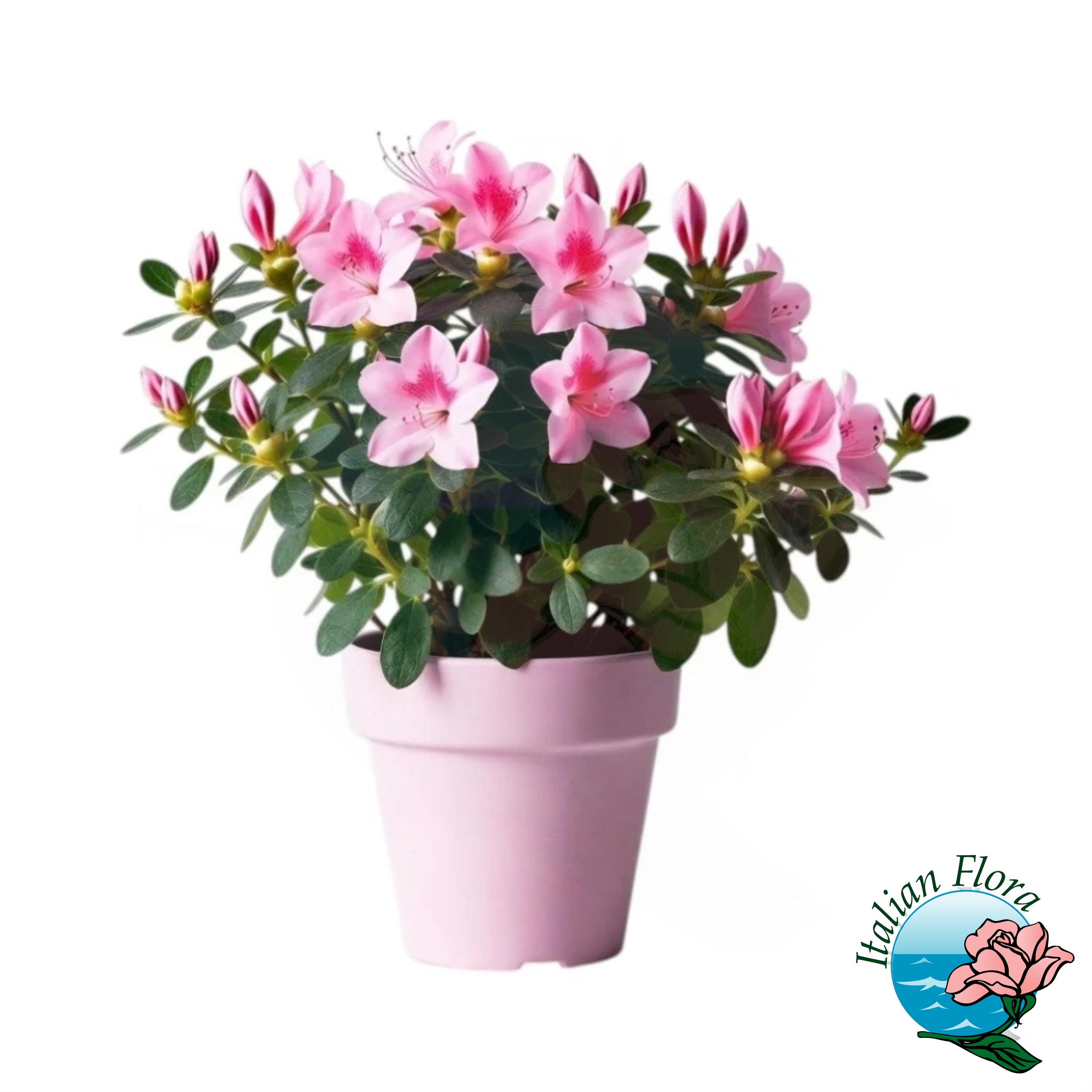 Azalea rosa